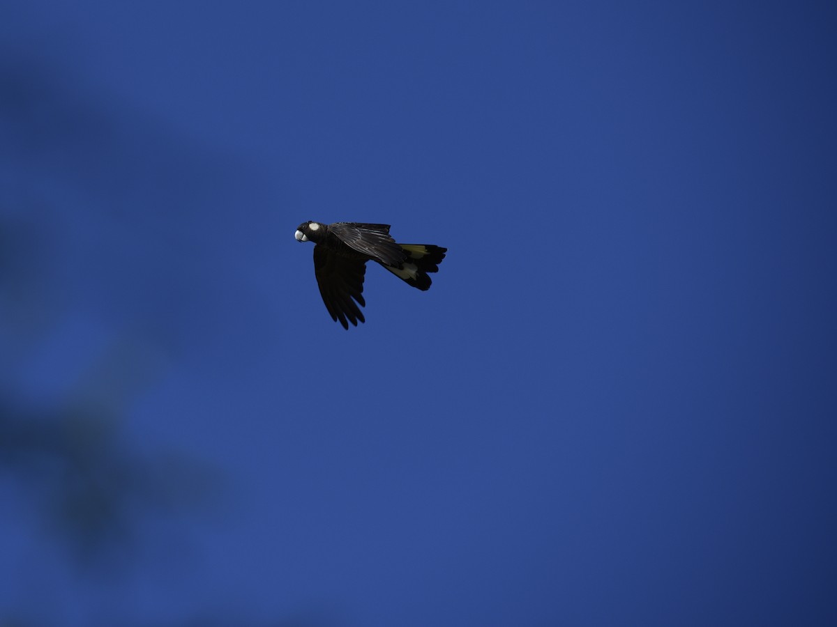 Carnaby Siyah Kakadusu - ML647339447