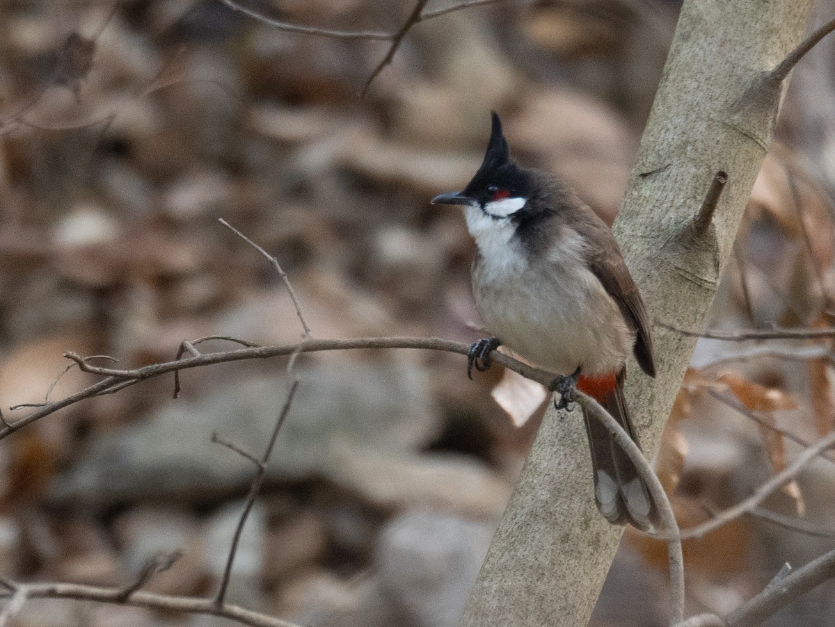 Al Kulaklı Arapbülbülü - ML647339451