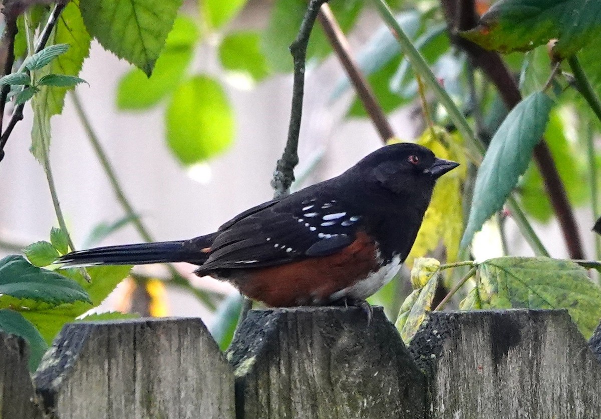 Benekli Tovi - ML647339452