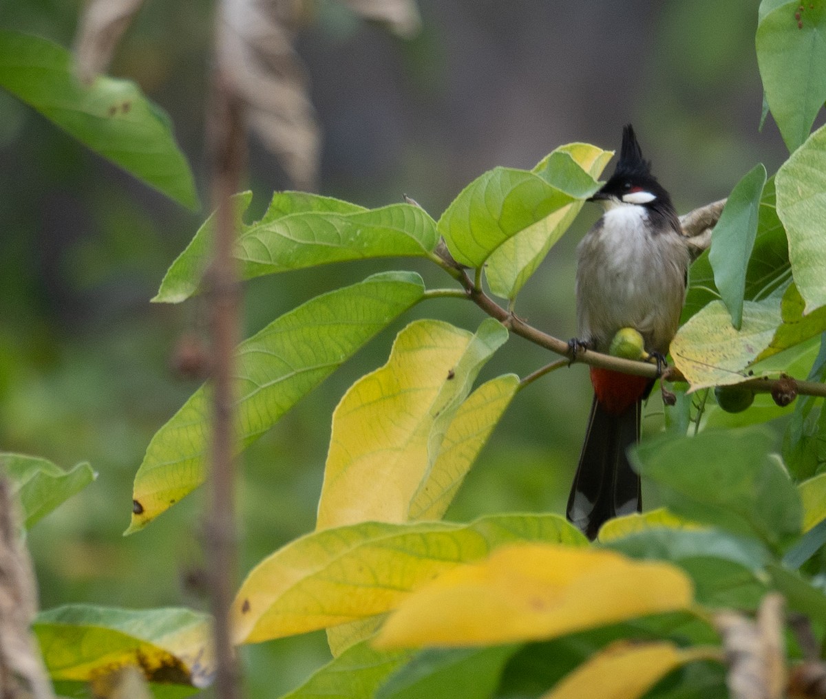 Al Kulaklı Arapbülbülü - ML647339453