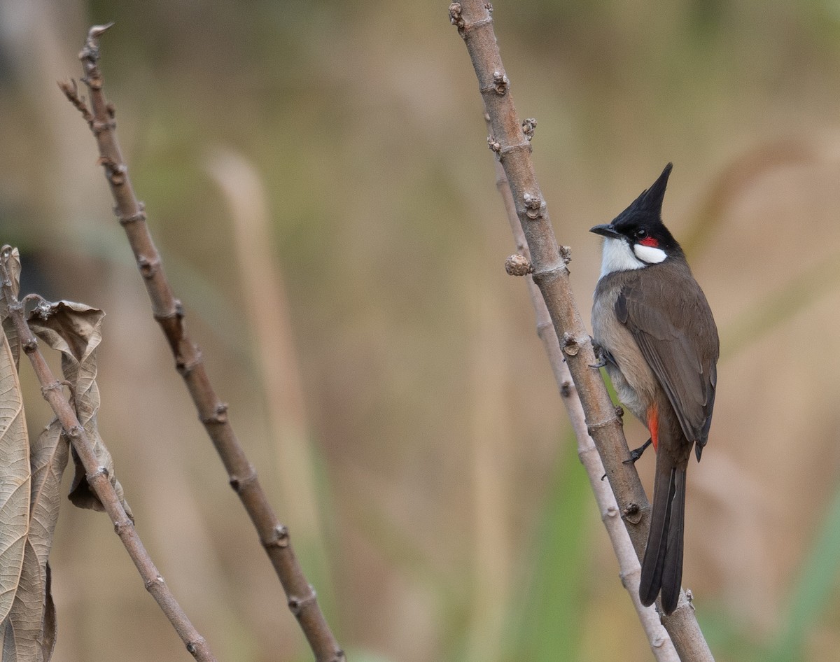 Al Kulaklı Arapbülbülü - ML647339454