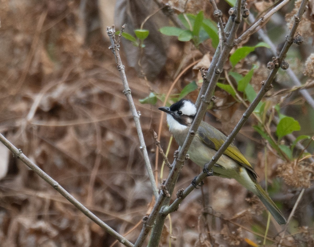 Çin Arapbülbülü - ML647339455