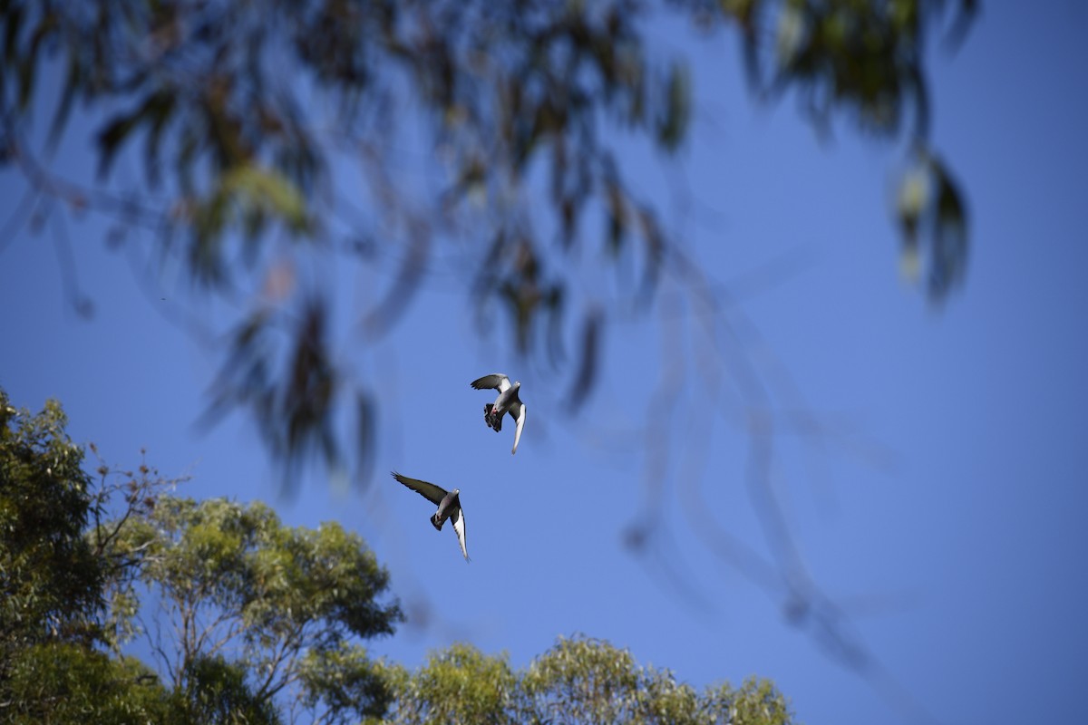 Kaya Güvercini (evcil tip) - ML647339456