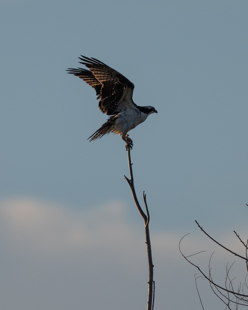 Balık Kartalı - ML647339457