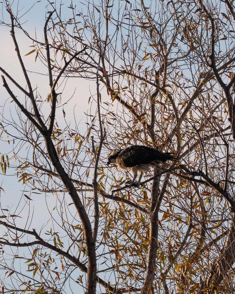 Balık Kartalı - ML647339458