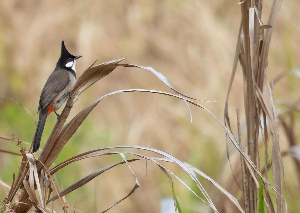 Al Kulaklı Arapbülbülü - ML647339459