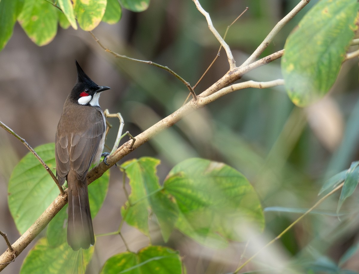 Al Kulaklı Arapbülbülü - ML647339460