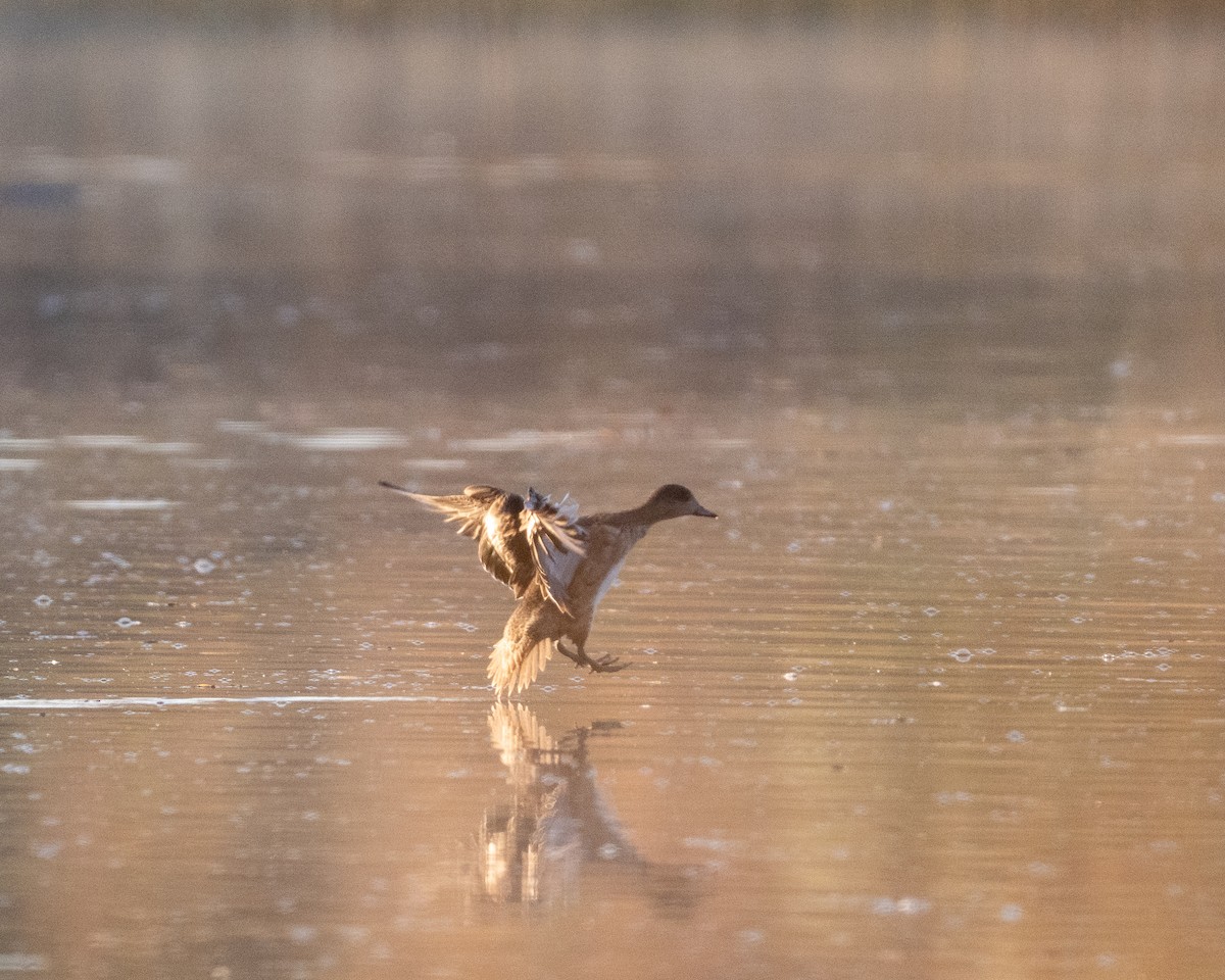 Amerika Fiyusu - ML647339461