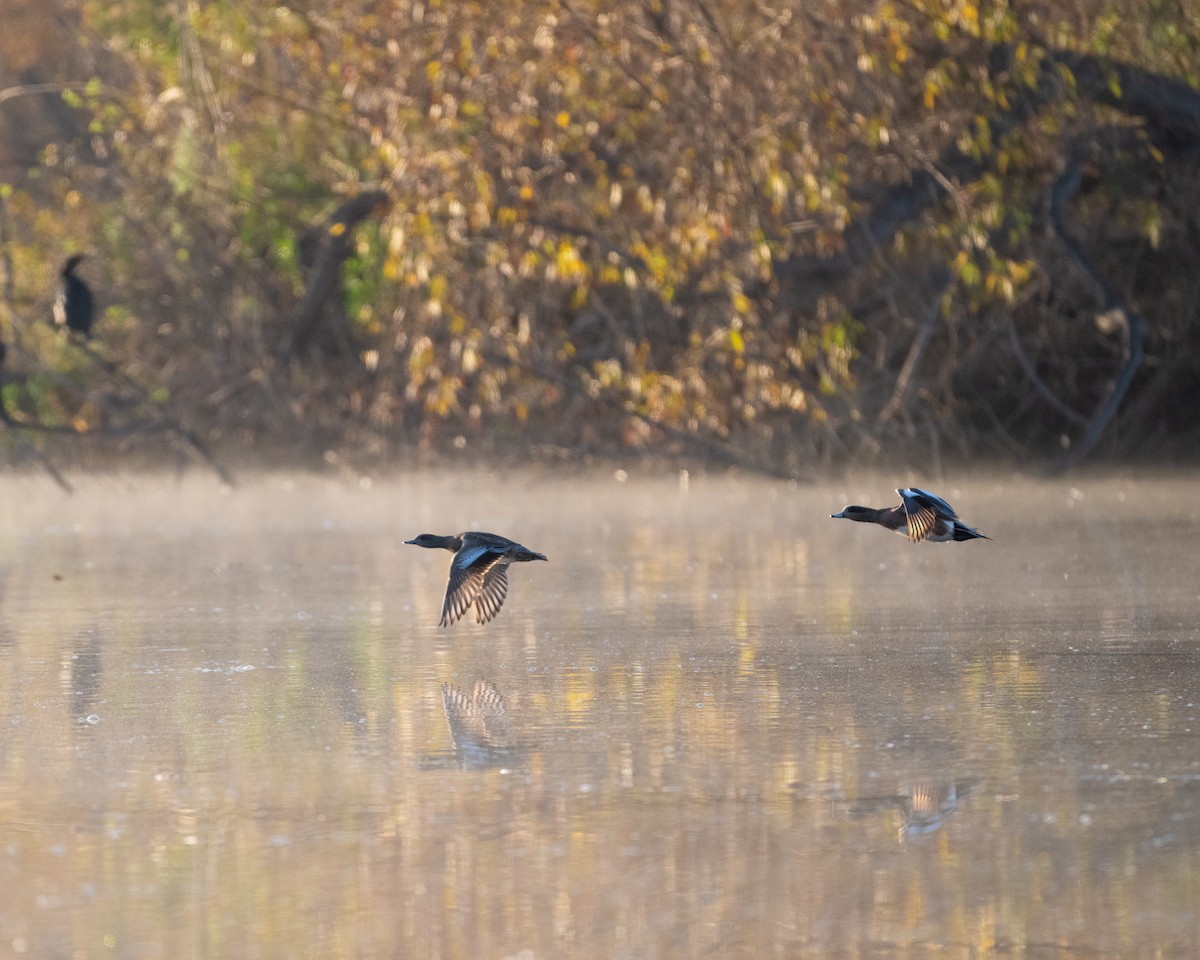 Amerika Fiyusu - ML647339462