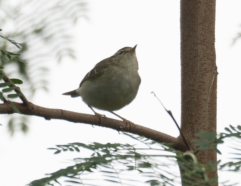 Sarı Kaşlı Çıvgın - ML647339465