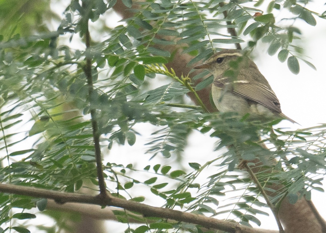 Sarı Kaşlı Çıvgın - ML647339466