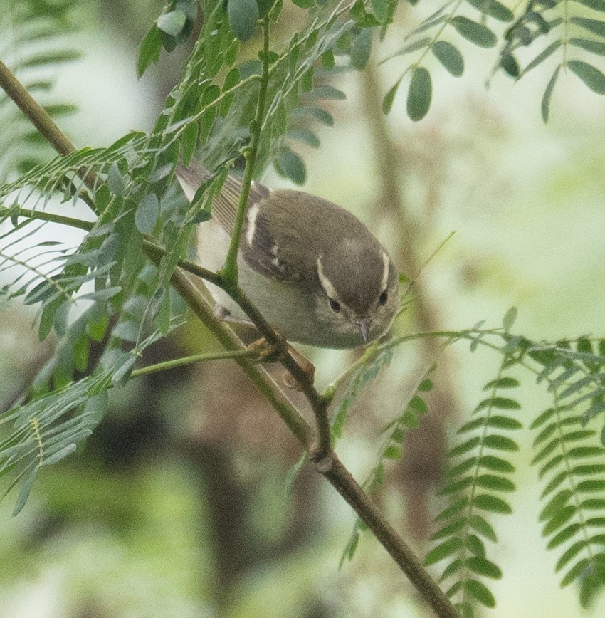 Sarı Kaşlı Çıvgın - ML647339467