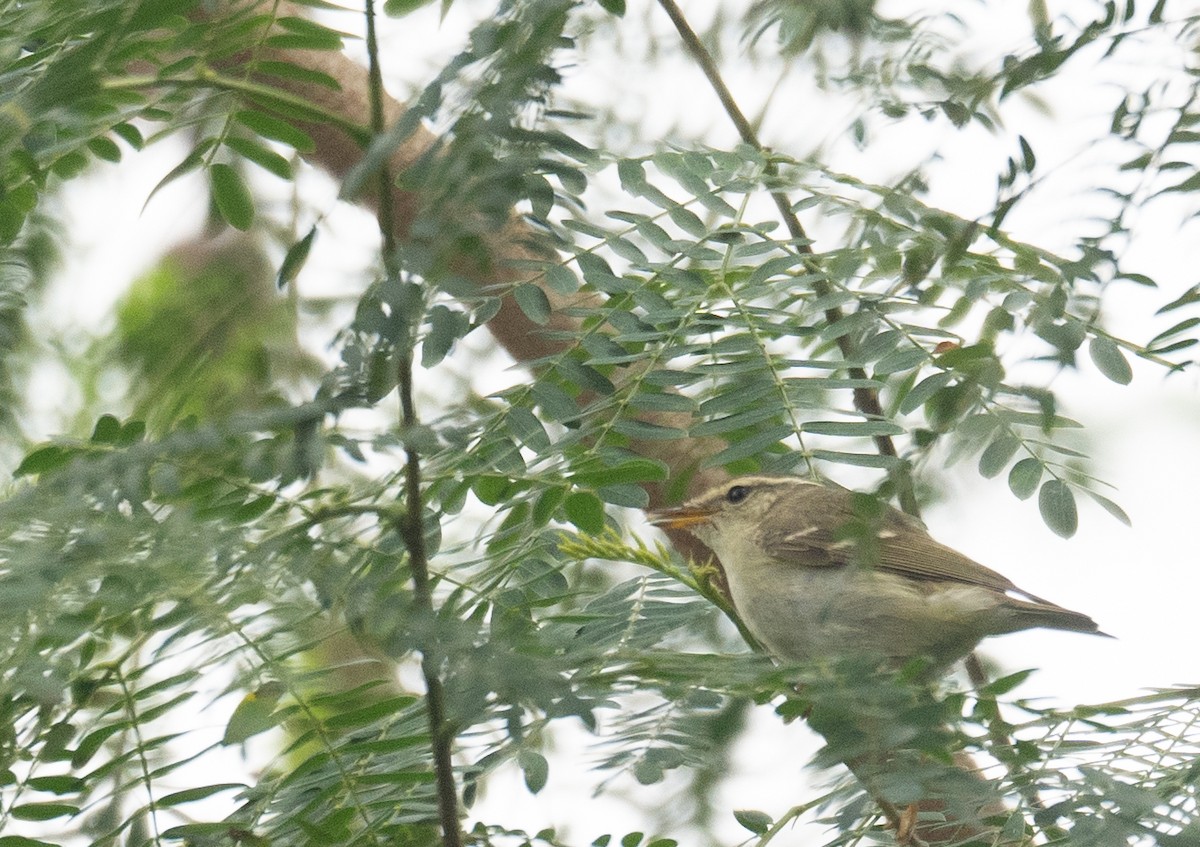 Sarı Kaşlı Çıvgın - ML647339468