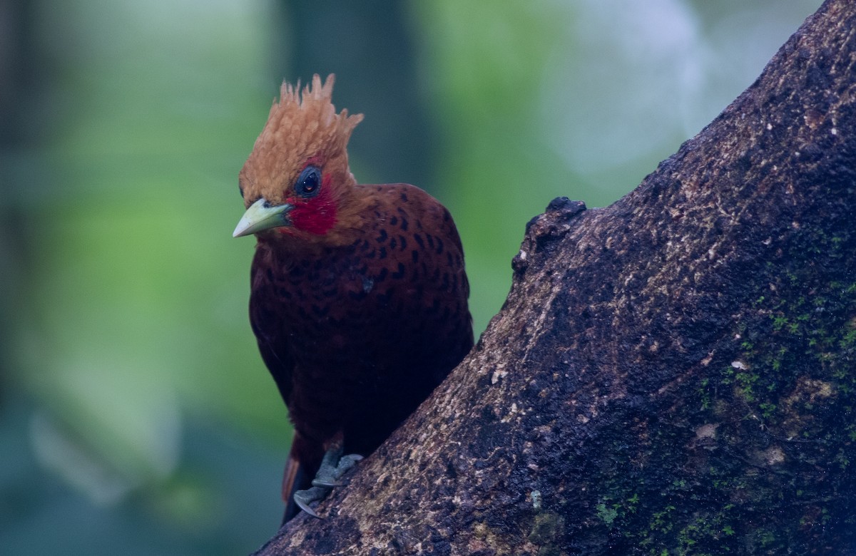 Kestane Renkli Ağaçkakan - ML647339469