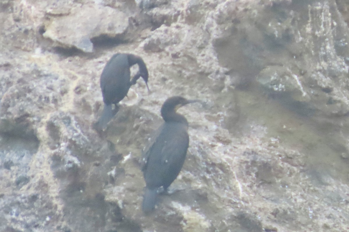 Brandt Karabatağı - ML647339470