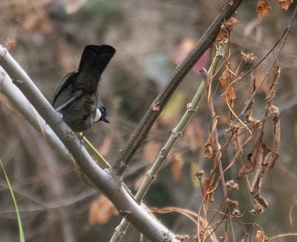 Kara Boğazlı Gevezeardıç - ML647339471