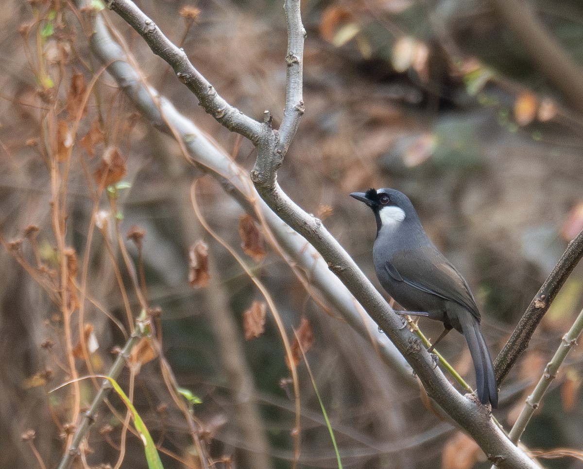 Kara Boğazlı Gevezeardıç - ML647339472
