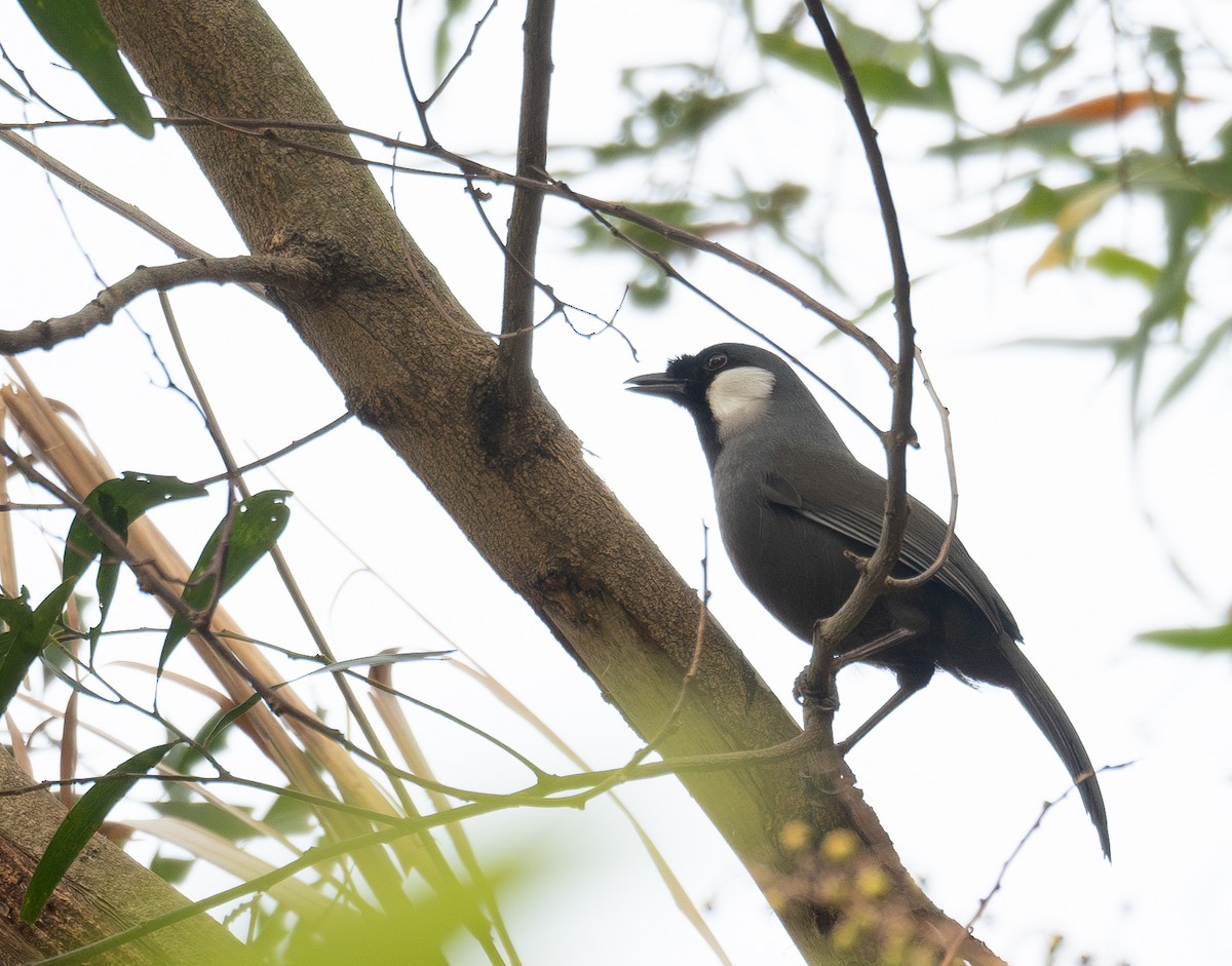 Kara Boğazlı Gevezeardıç - ML647339473