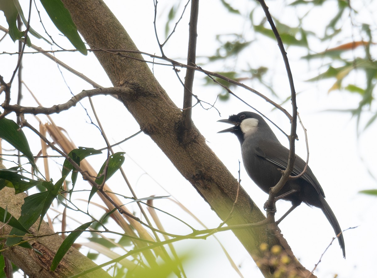 Kara Boğazlı Gevezeardıç - ML647339474