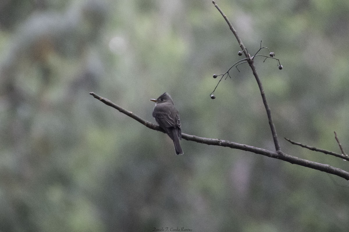 Jose Maria Pivisi - ML647339475