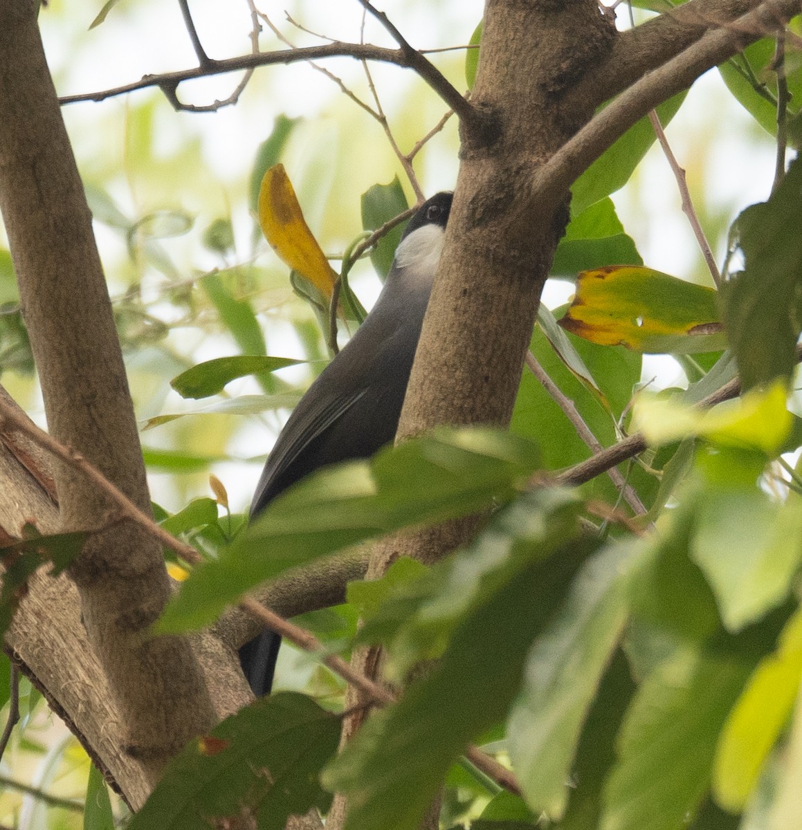 Kara Boğazlı Gevezeardıç - ML647339477