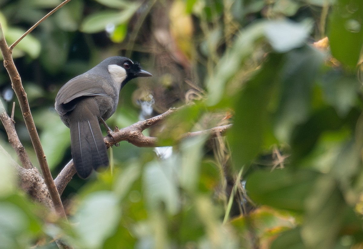 Kara Boğazlı Gevezeardıç - ML647339478