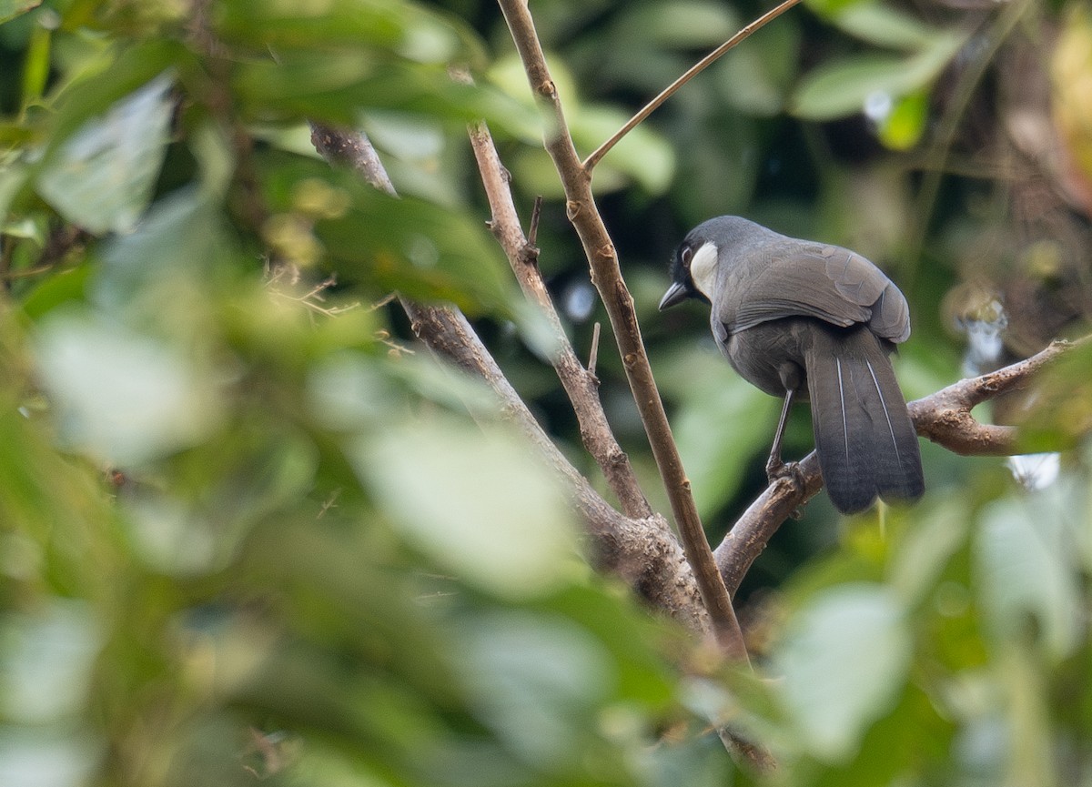 Kara Boğazlı Gevezeardıç - ML647339479