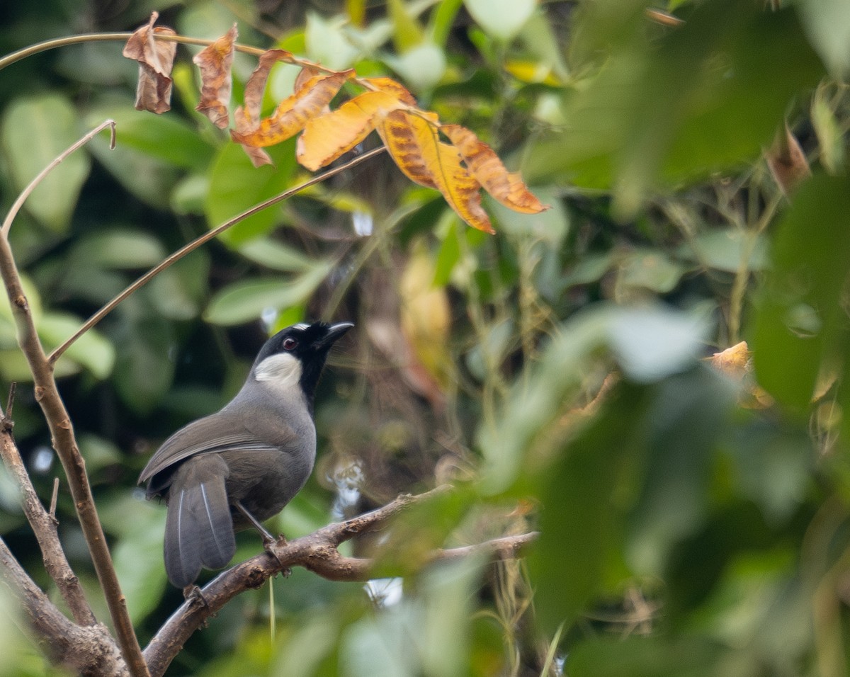 Kara Boğazlı Gevezeardıç - ML647339480