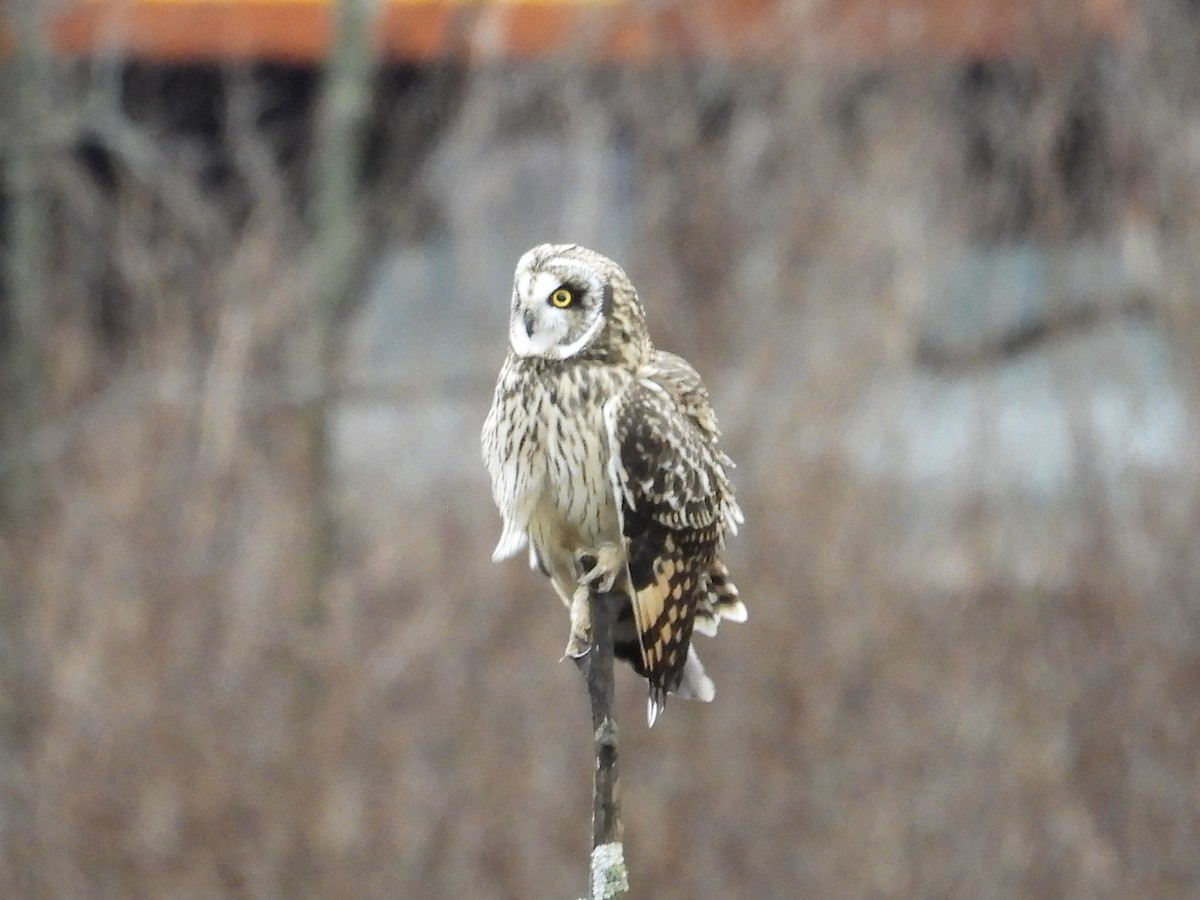 Zingira-hontza - ML647339494