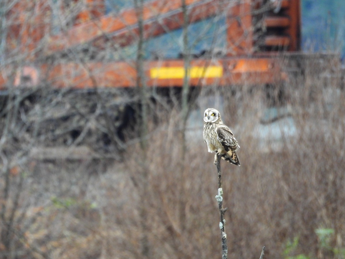 Zingira-hontza - ML647339495