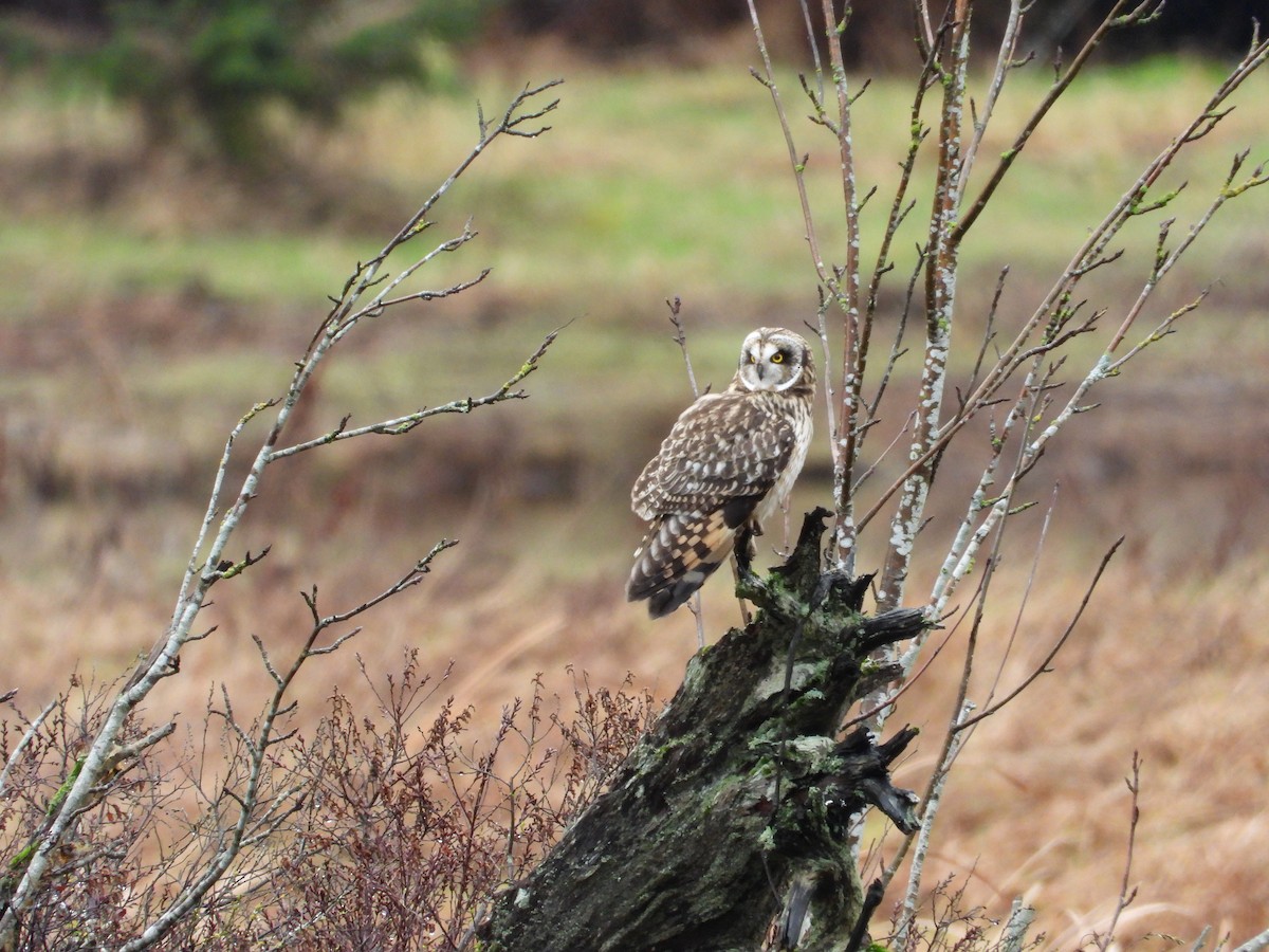 Zingira-hontza - ML647339496