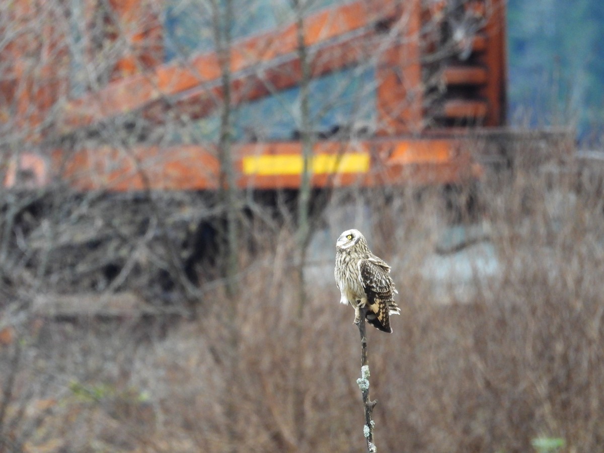 Zingira-hontza - ML647339497