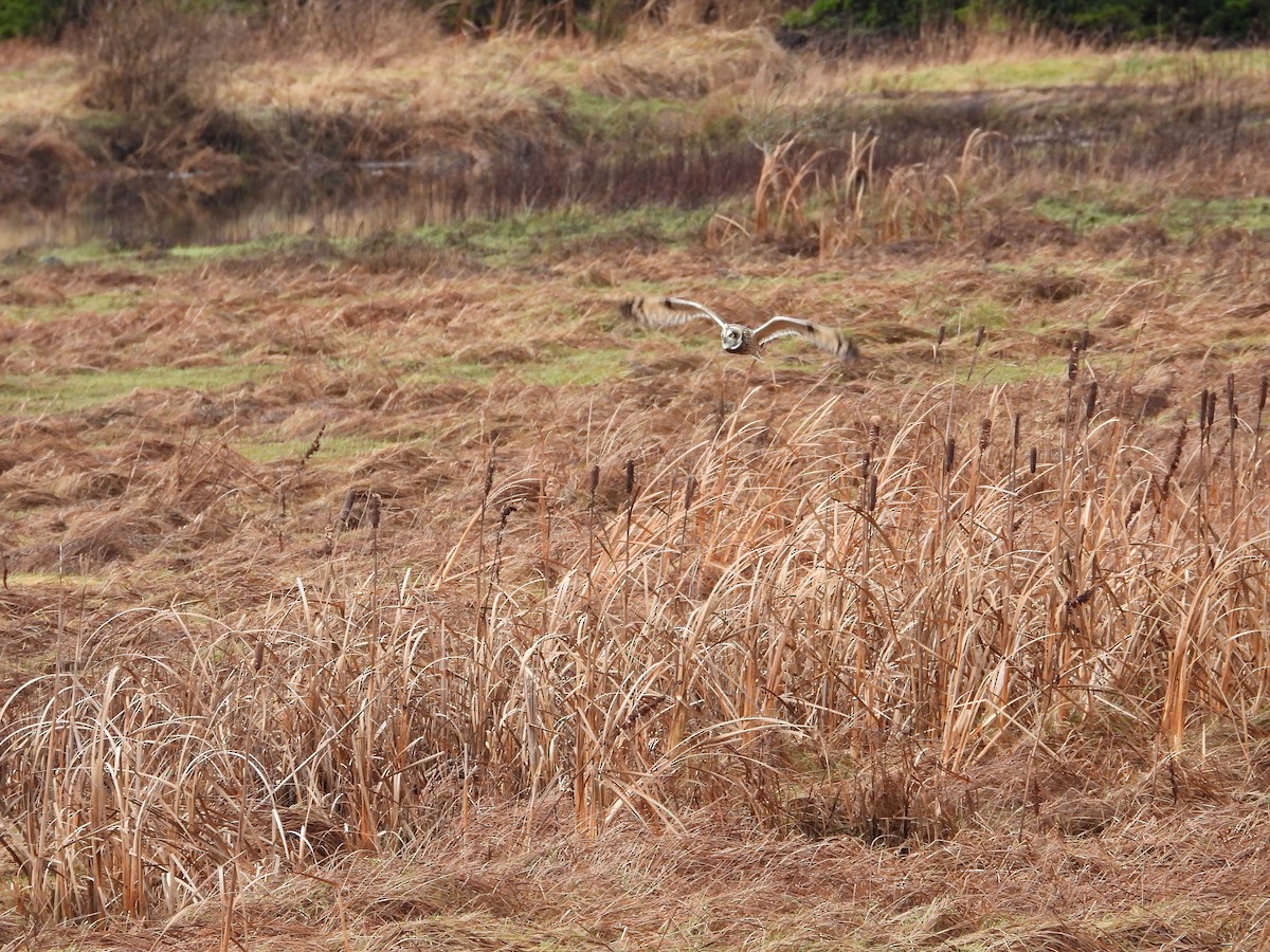 Zingira-hontza - ML647339498