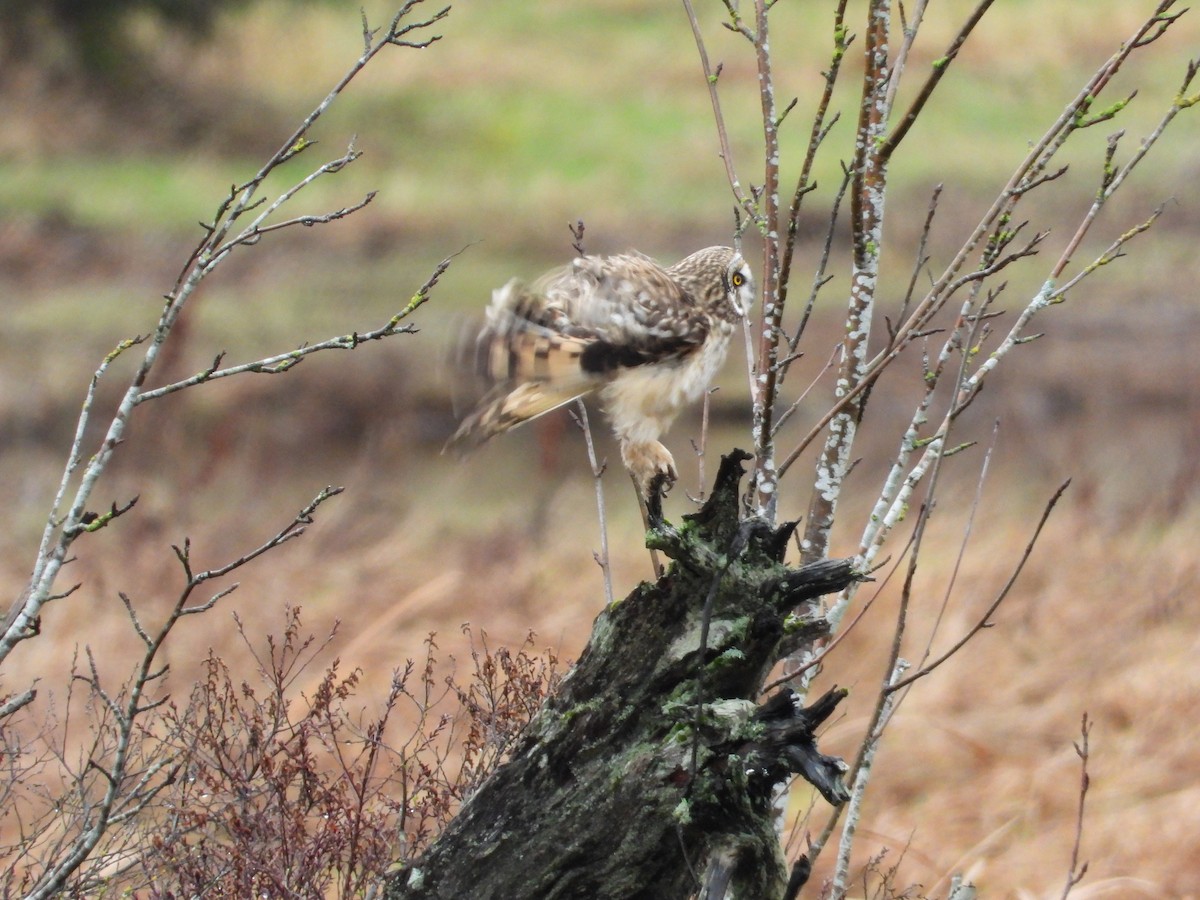 Zingira-hontza - ML647339499