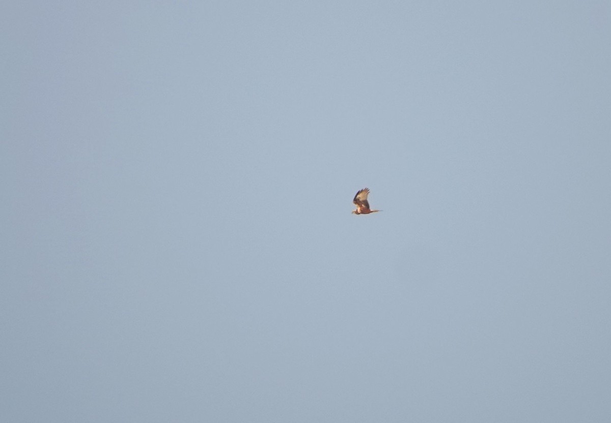 østsivhauk - ML647339501