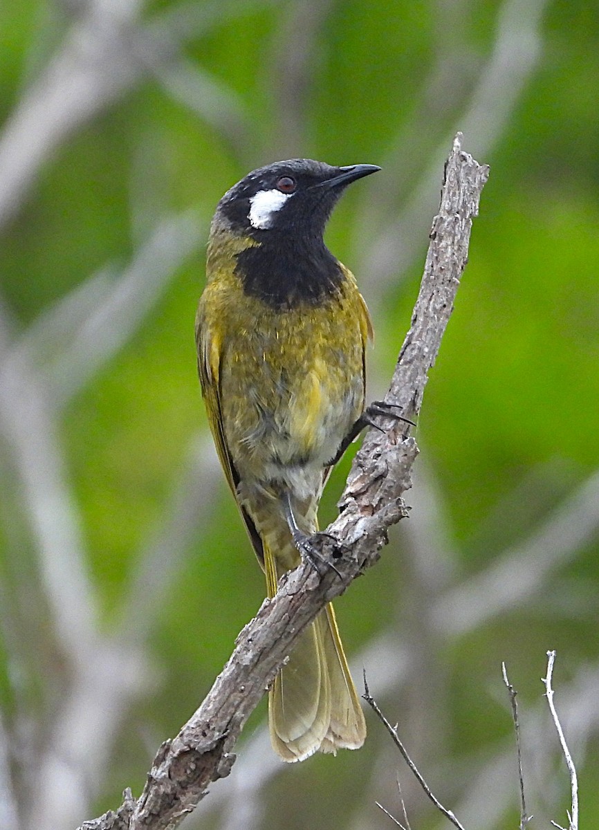 Méliphage leucotique - ML647339505