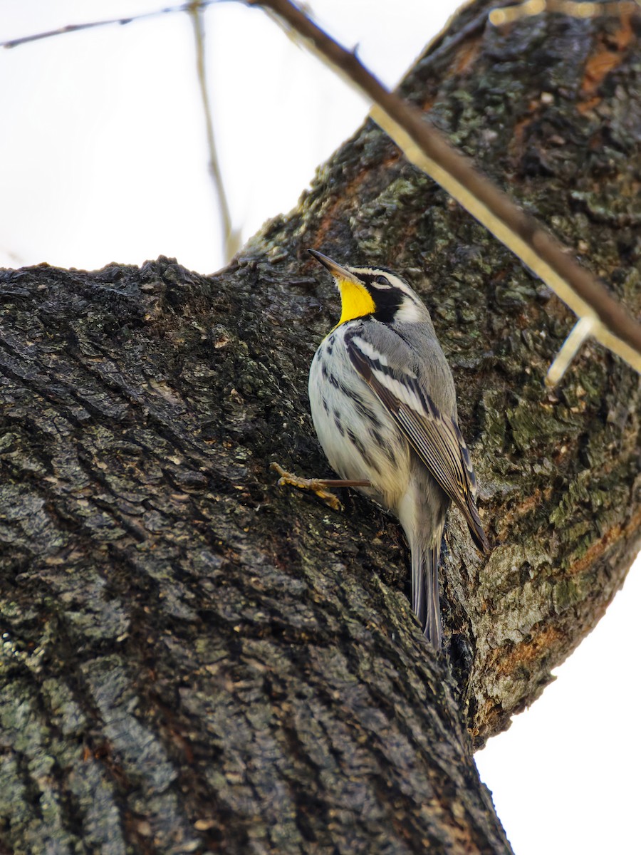 Yellow-throated Warbler - ML647339514