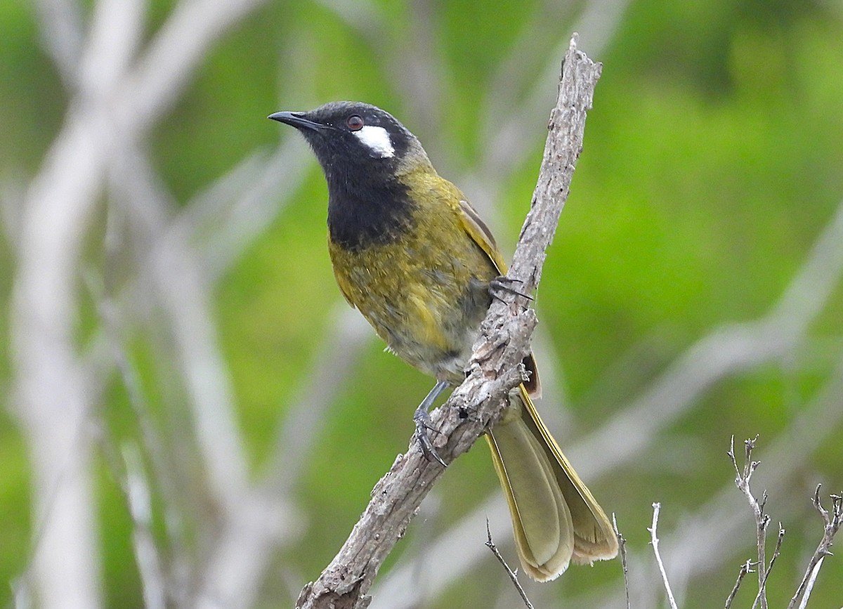 Méliphage leucotique - ML647339528