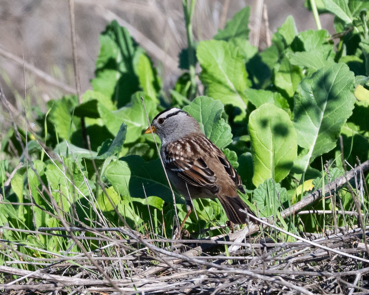 Porsuk Serçesi - ML647339531