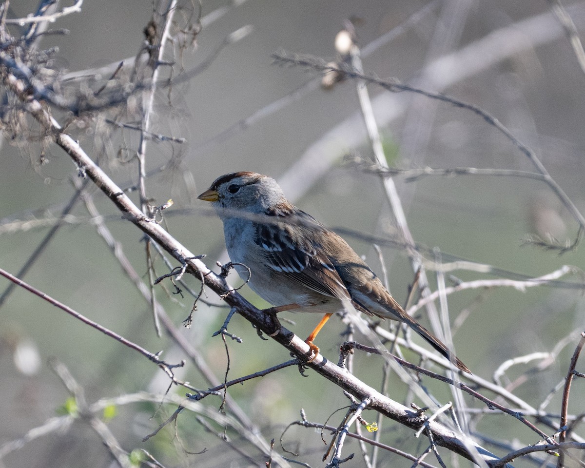 Porsuk Serçesi - ML647339532