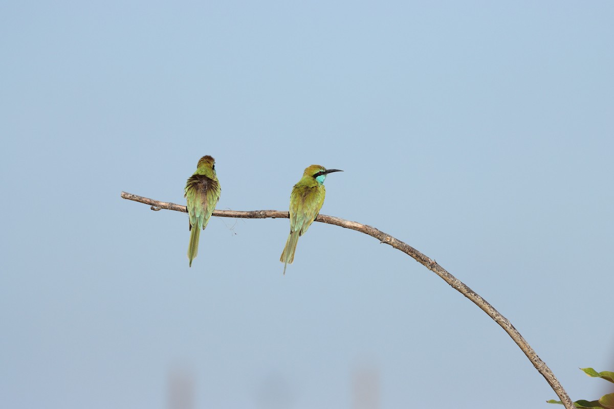 Erle-txori berde arabiarra - ML647339568