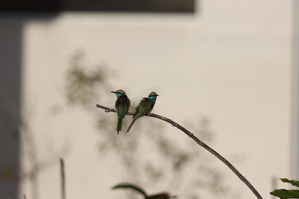 Erle-txori berde arabiarra - ML647339569