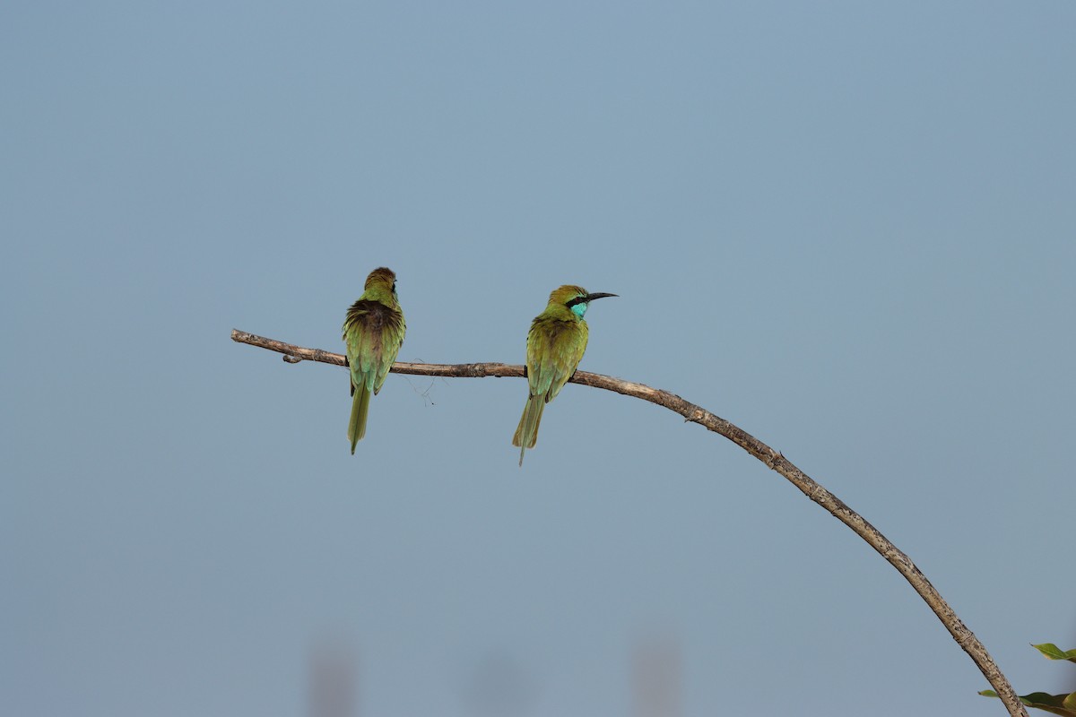 Arabian Green Bee-eater - ML647339570