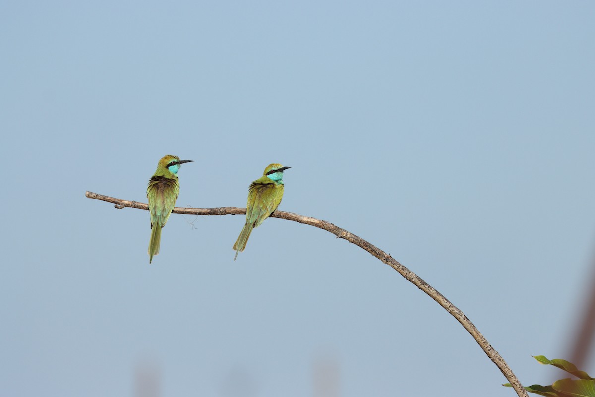 Erle-txori berde arabiarra - ML647339571