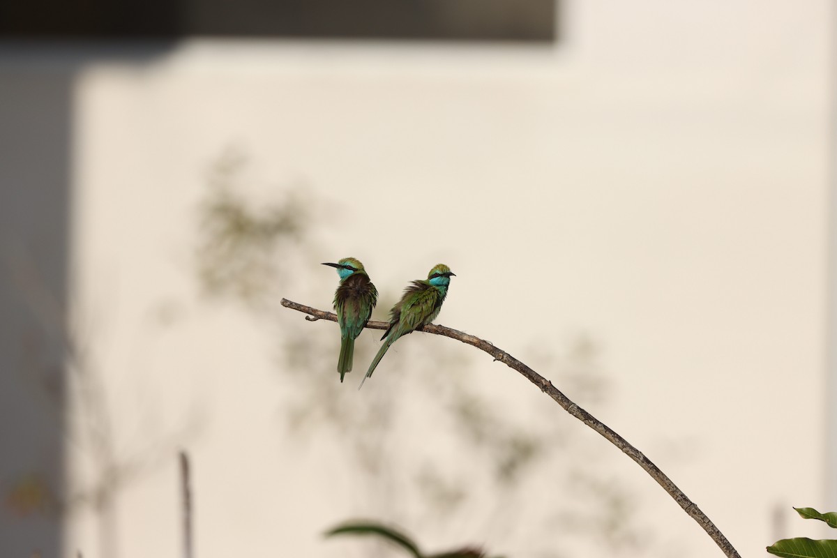 Erle-txori berde arabiarra - ML647339573