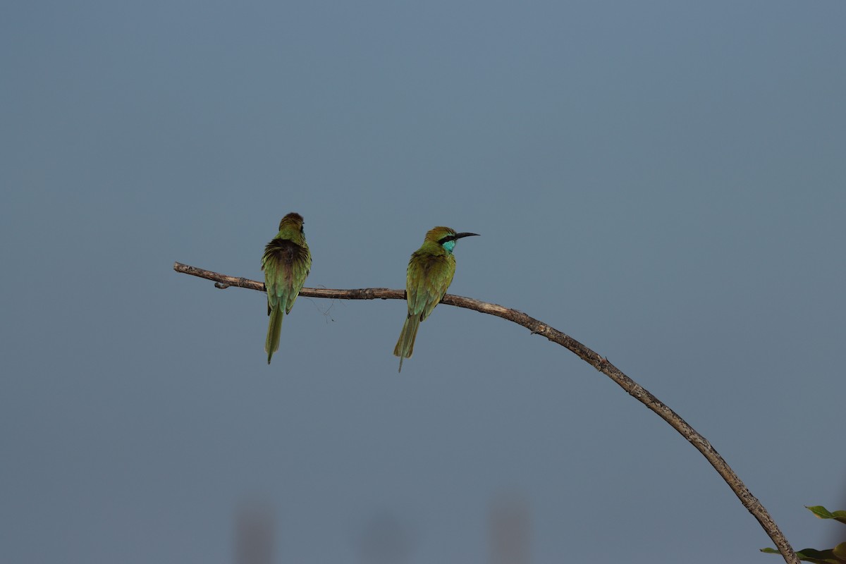 Erle-txori berde arabiarra - ML647339574