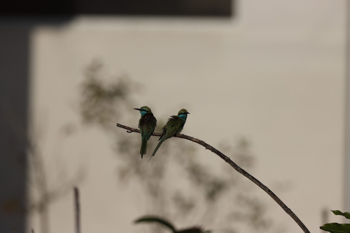 Erle-txori berde arabiarra - ML647339575