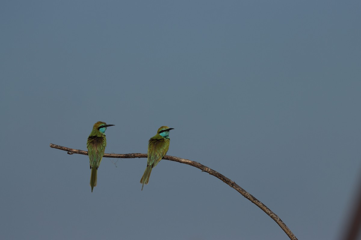 Arabian Green Bee-eater - ML647339576