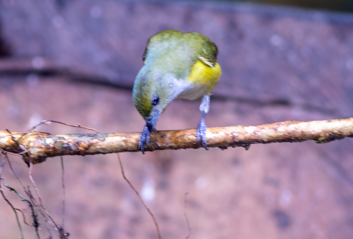 Yellow-throated Euphonia - ML647339577