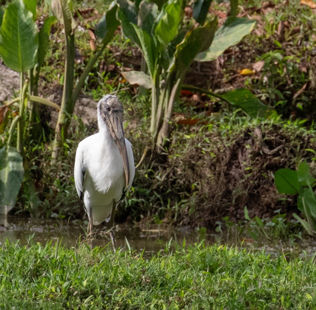 Wood Stork - ML647339578